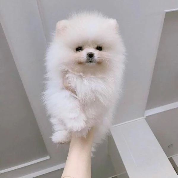Ultima cucciola di Spitz di pomerania bianca  | Foto 1