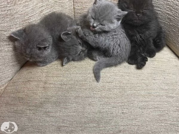 Gatti British Shorthair | Foto 1
