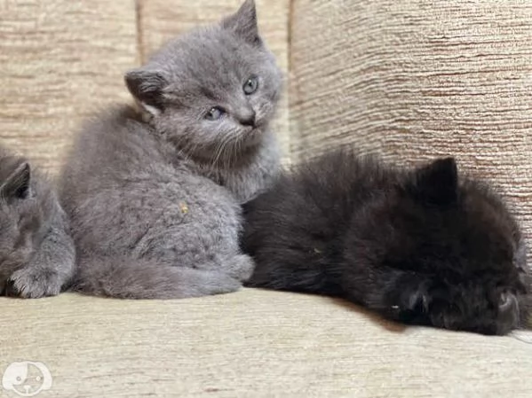 Gatti British Shorthair | Foto 0