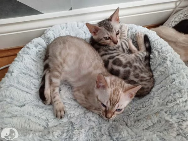 Gattini del Bengala | Foto 0