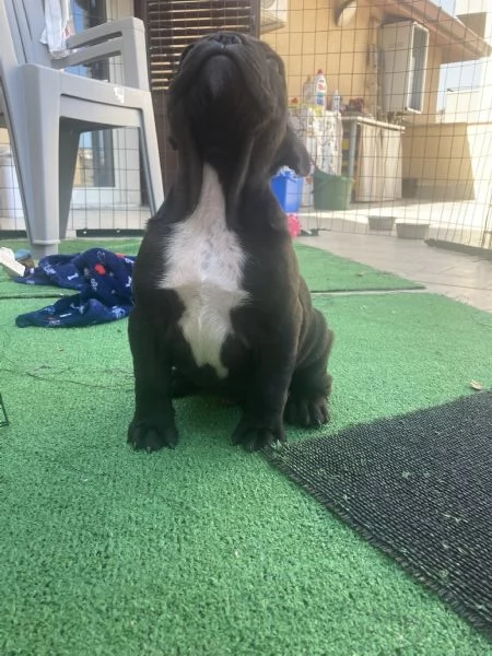 Bulldog Francese