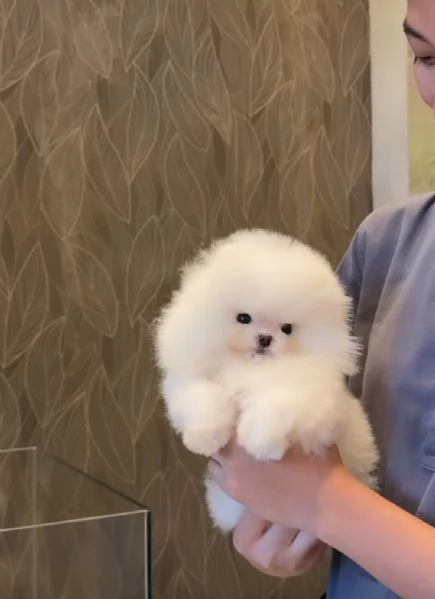 TOY pomerania bianco 