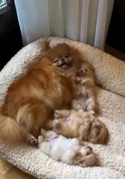 Pomeranian Marrone toy femmina e maschio  | Foto 0