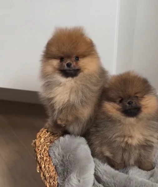 Pomeranian Marrone toy femmina e maschio 