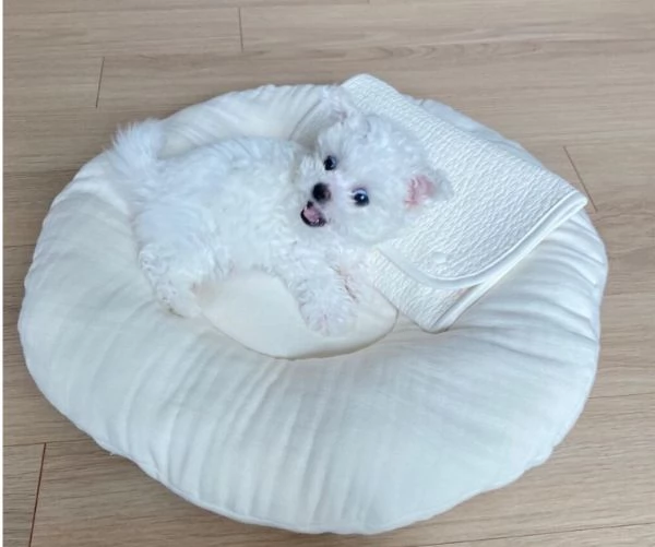 MALTESE TOY MINI DISPONIBILIMaschio e femmina  | Foto 0