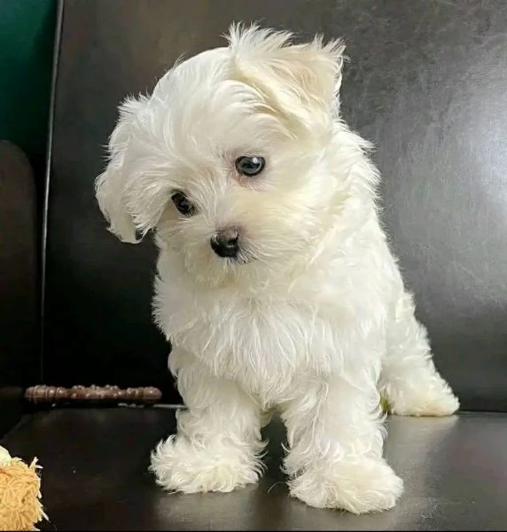 Regalo maltese toy  | Foto 0