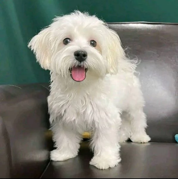 Regalo maltese toy 