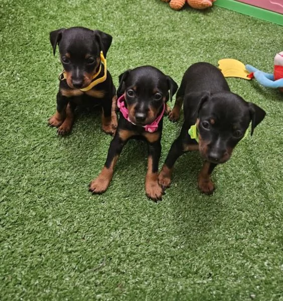 Regalo  cucciolo Pinchers mini toy 