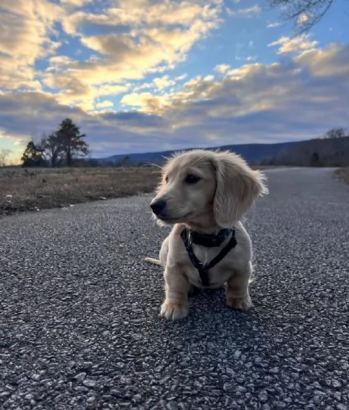 Cucciolo bassotto nano maschio e femmina  | Foto 0