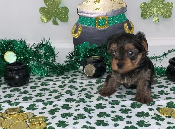 Cuccioli di Yorkshire Terrier maschi e femmine in cerca di una nuova casa | Foto 0