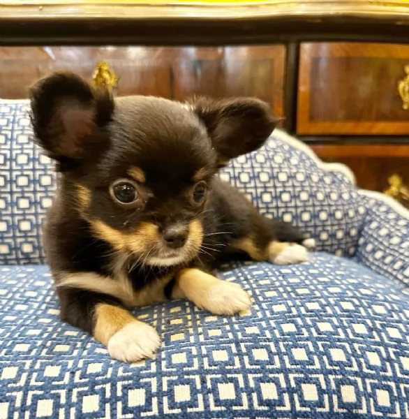 Cuccioli di Chihuahua di razza pura disponibili | Foto 1