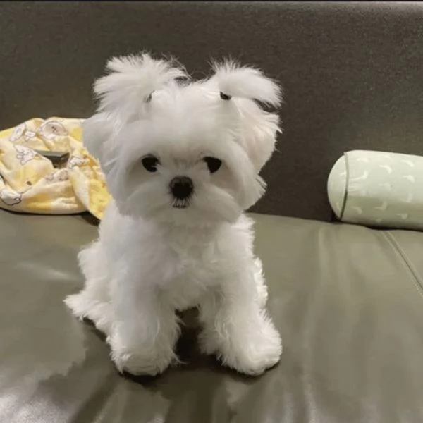 Cuccioli di Maltese disponibili | Foto 1