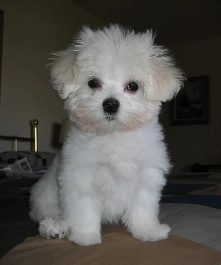 Cuccioli di Maltese disponibili | Foto 0