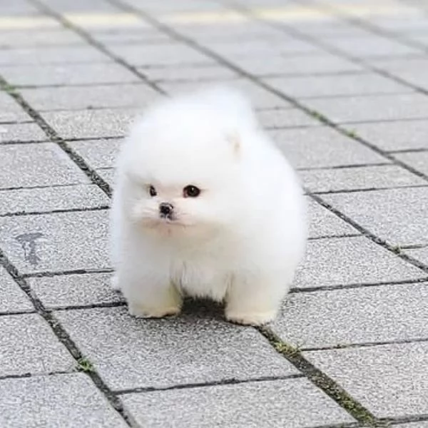 Bellissimi cuccioli di Pomerania