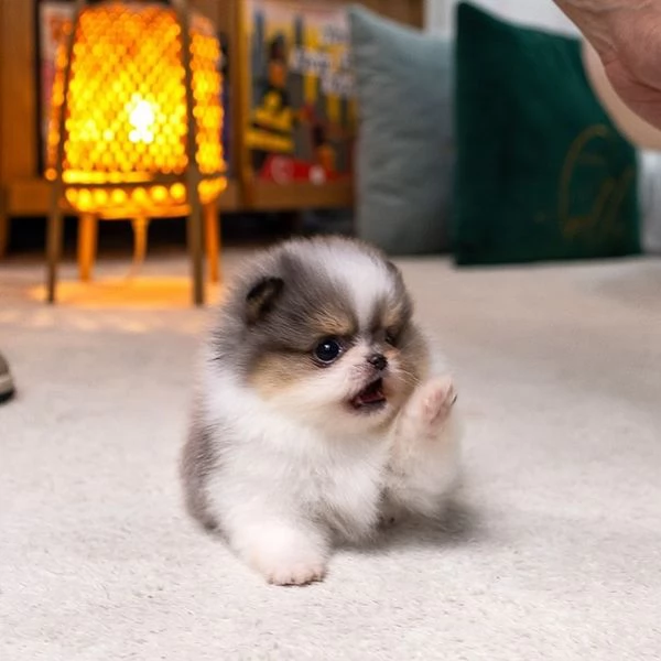 Bellissimi cuccioli di Pomerania | Foto 1