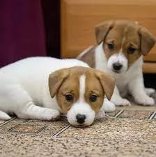 Cuccioli di Jack Russell maschi e femmine in cerca di una nuova casa
