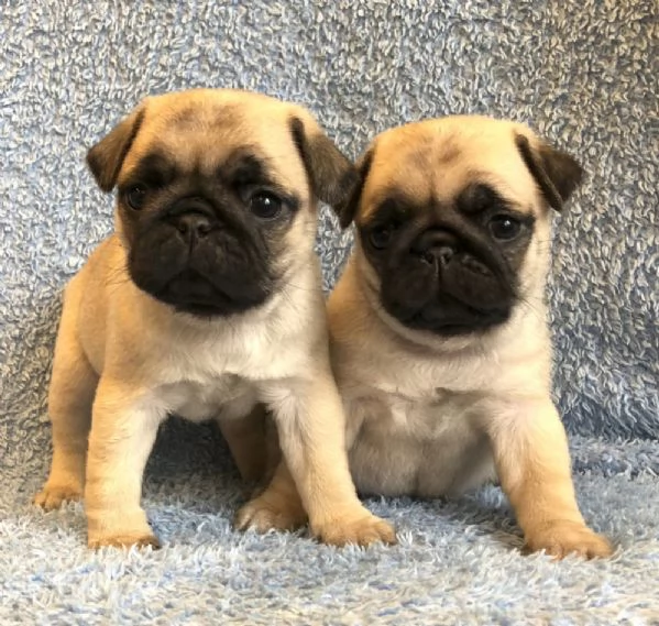 Bellissimi cuccioli di cuccioli di carlino 