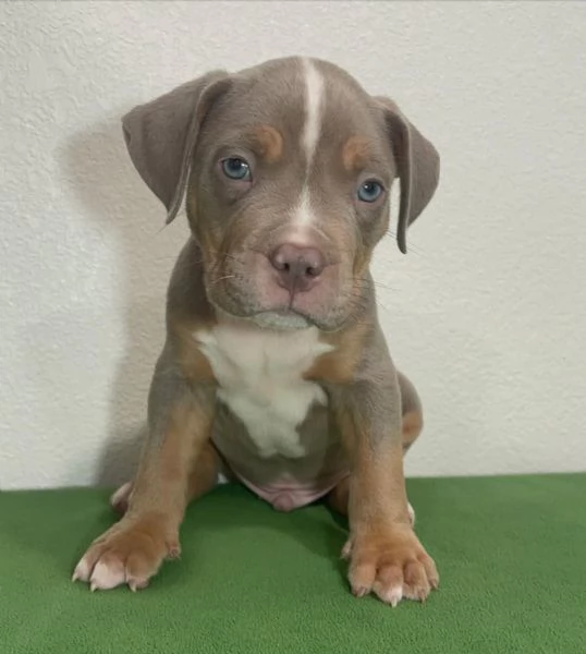 Bellissimi cuccioli di cuccioli di pitbull | Foto 1