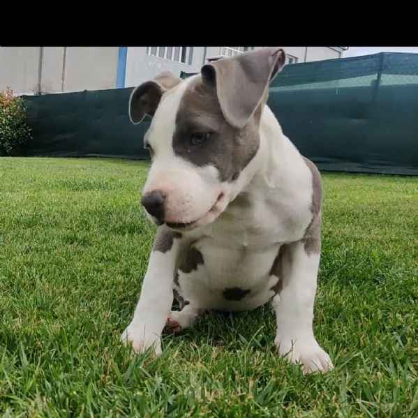 Bellissimi cuccioli di cuccioli di pitbull | Foto 0
