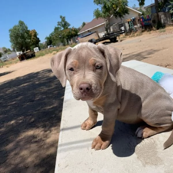 Bellissimi cuccioli di cuccioli di pitbull
