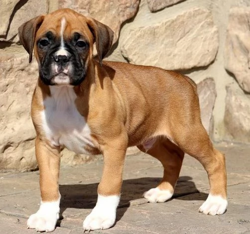 Bellissimi cuccioli di  Boxer | Foto 1