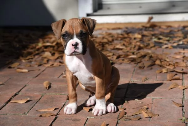 Bellissimi cuccioli di  Boxer