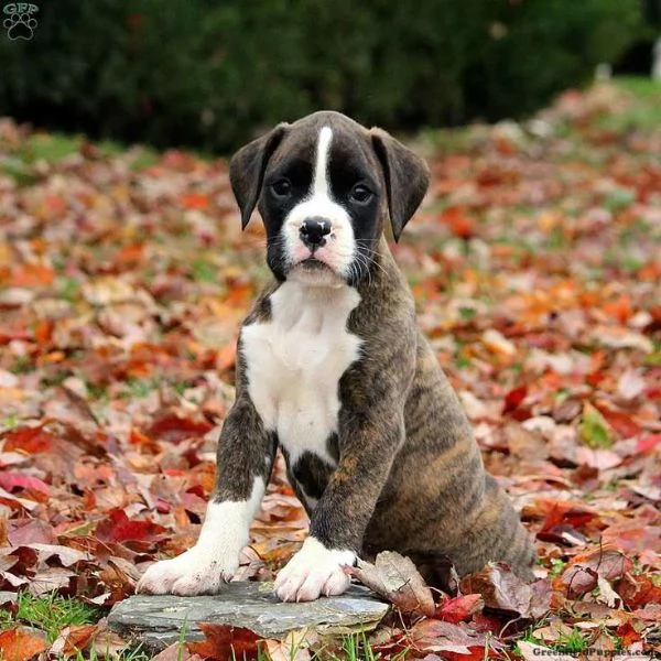 Bellissimi cuccioli di  Boxer | Foto 0
