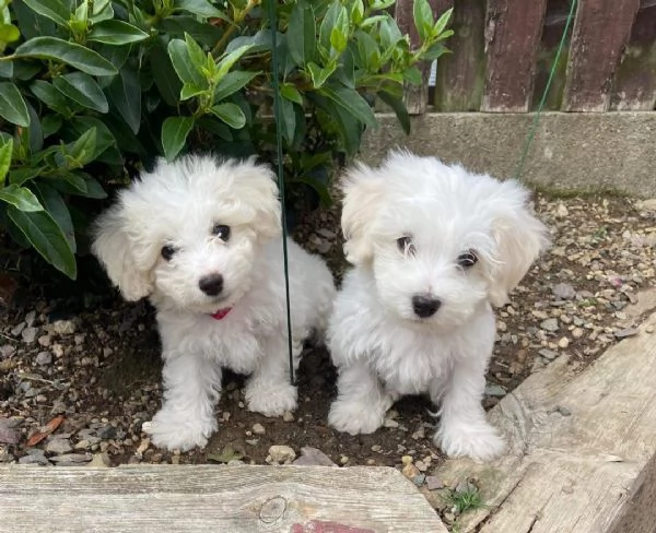 Cuccioli di Bichon Fris disponibili
