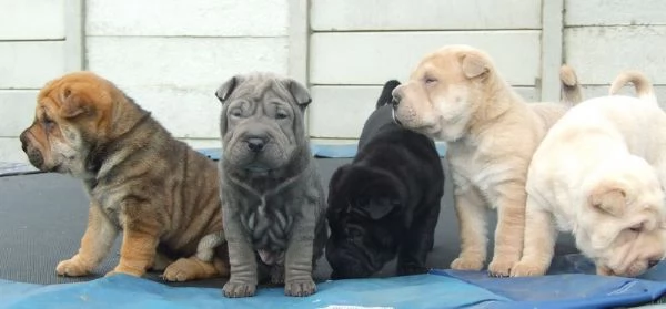 Cuccioli di SharPei in cerca di una casa per sempre