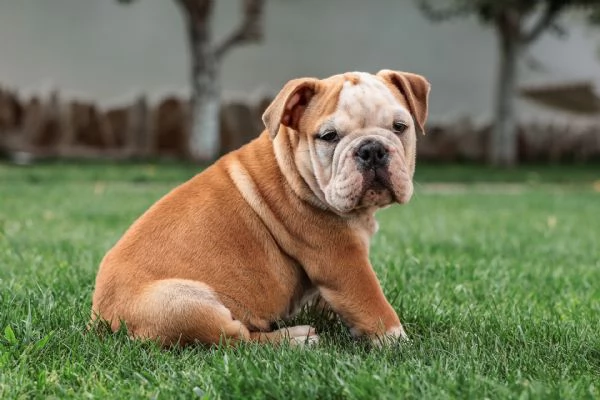 Bellissimi  Cuccioli di bulldog inglese