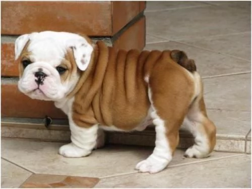 Bellissimi  Cuccioli di bulldog inglese | Foto 1