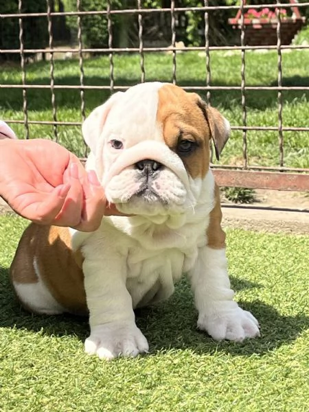 Bellissimi  Cuccioli di bulldog inglese | Foto 0