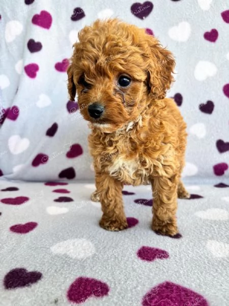 Code scodinzolanti cercano famiglia  Cuccioli super coccolosi in arrivo | Foto 4
