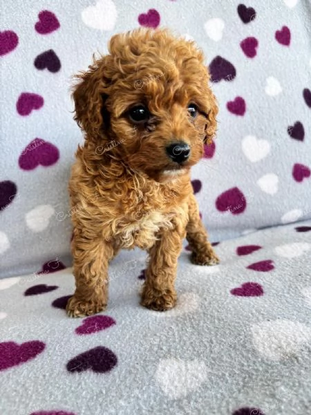 Code scodinzolanti cercano famiglia  Cuccioli super coccolosi in arrivo | Foto 3
