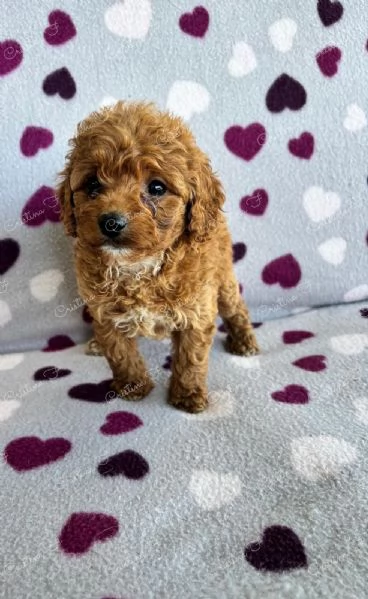 Code scodinzolanti cercano famiglia  Cuccioli super coccolosi in arrivo | Foto 2