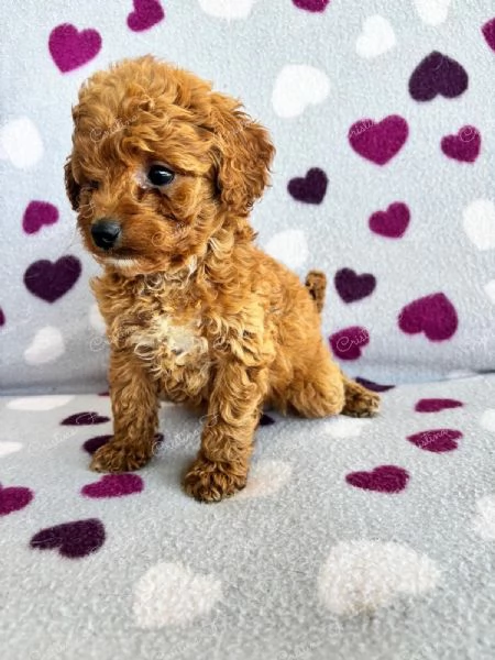 Code scodinzolanti cercano famiglia  Cuccioli super coccolosi in arrivo | Foto 1