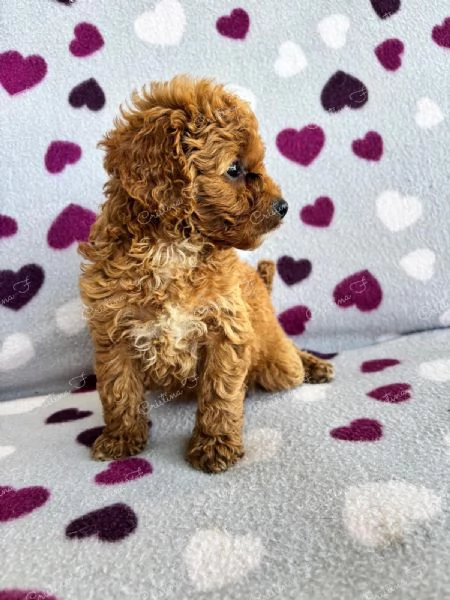 Code scodinzolanti cercano famiglia  Cuccioli super coccolosi in arrivo | Foto 0