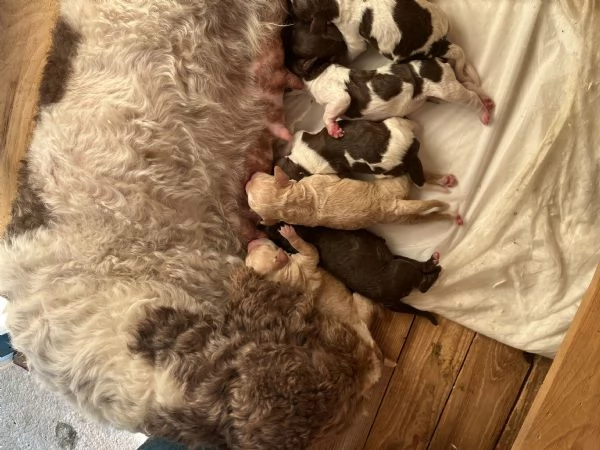 Lagotto Romagnolo cuccioli