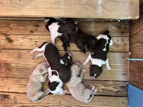 Lagotto Romagnolo cuccioli | Foto 0