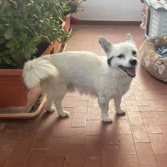 Zucchero dolce cagnolino incrocio VOLPINO  BASSOTTO cerca adozione