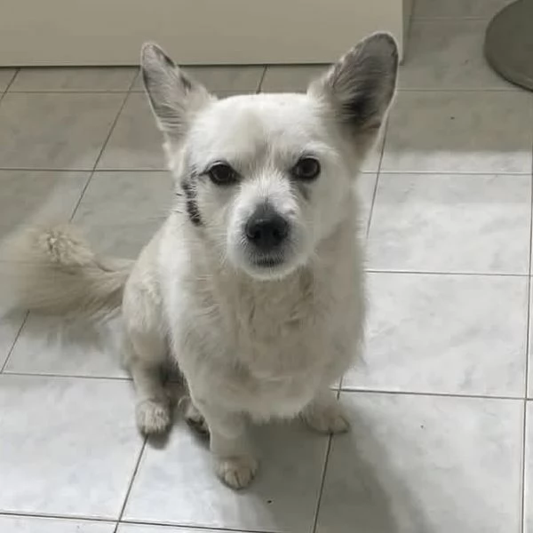 Zucchero dolce cagnolino incrocio VOLPINO  BASSOTTO cerca adozione | Foto 2