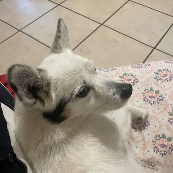 Zucchero dolce cagnolino incrocio VOLPINO  BASSOTTO cerca adozione | Foto 1