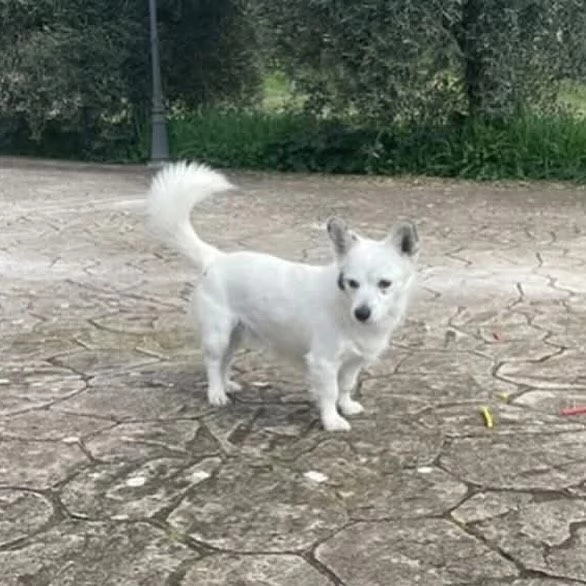 Zucchero dolce cagnolino incrocio VOLPINO  BASSOTTO cerca adozione | Foto 0
