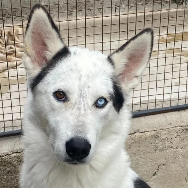 BLADE dolce ed affettuoso INCROCIO HUSKY cerca casa | Foto 5