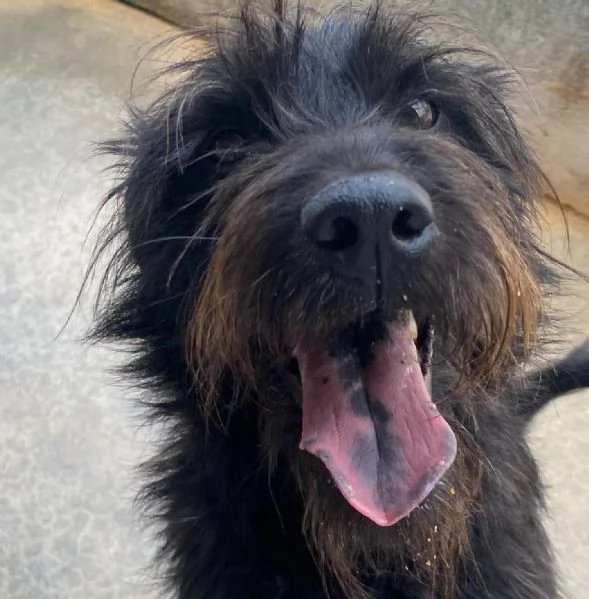 Victor spinoncino 2 anni cerca adozione Socievole ed affettuoso | Foto 4