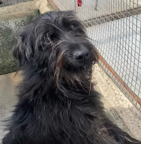 Victor spinoncino 2 anni cerca adozione Socievole ed affettuoso | Foto 2