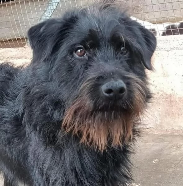 Victor spinoncino 2 anni cerca adozione Socievole ed affettuoso | Foto 0