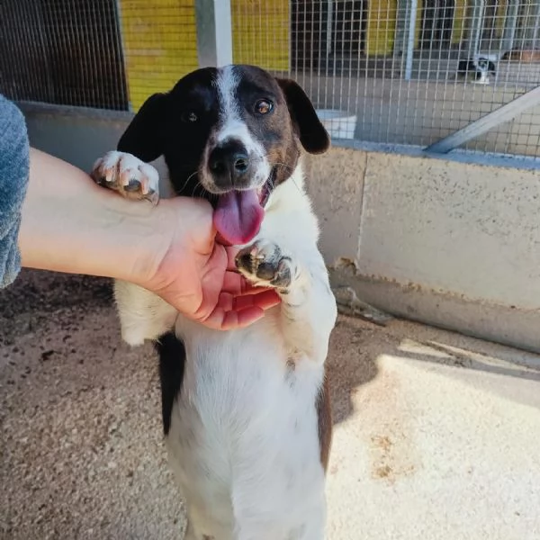 NINO simpatico e dinamico cerca adozione  jack russell 3 anni e mezzo | Foto 6