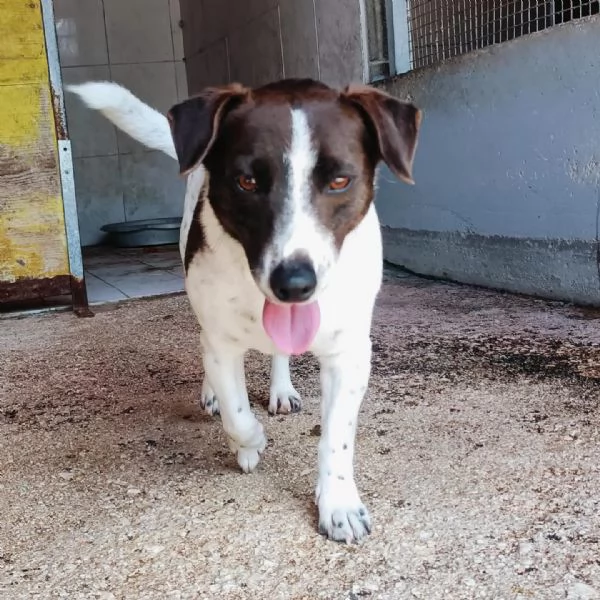 NINO simpatico e dinamico cerca adozione  jack russell 3 anni e mezzo | Foto 5