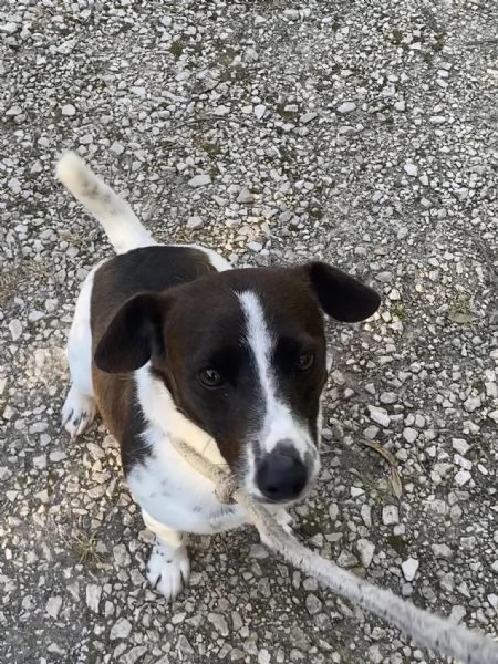 NINO simpatico e dinamico cerca adozione  jack russell 3 anni e mezzo | Foto 4